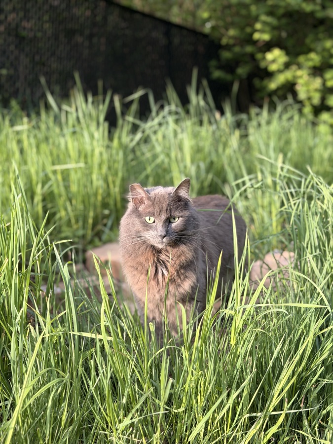 The cat hunting in tall grass