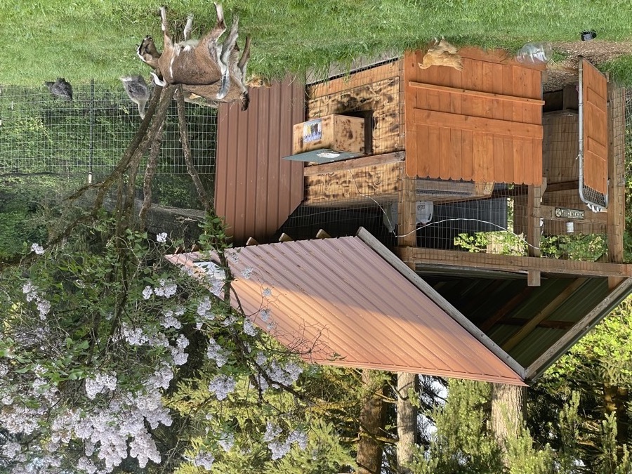 Goats and chickens around the coop, lilac in bloom
