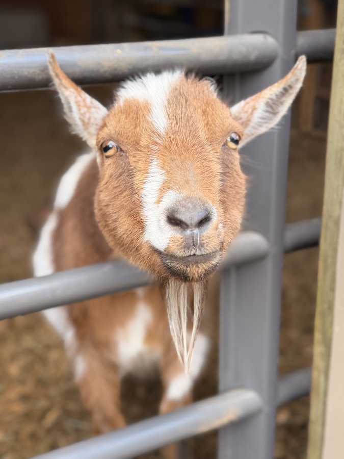 One of the goats, head through the gate