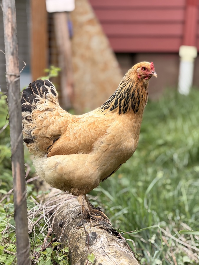 A hen standing on a log